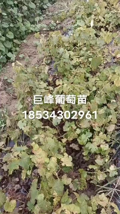 出售早熟巨峰葡萄苗。药用连翘苗，科研五号优质种苗，2/5年苗，药用连翘树，挂果树，全国包邮到家！财富密码18534302961