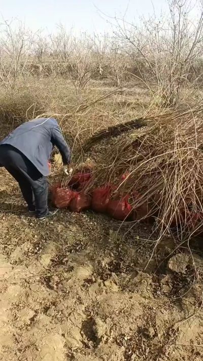 出售药用连翘苗，科研五号优质种苗，2/5年苗，药用连翘树，挂果树，全国包邮到家！财富密码18534302961出售药用连翘苗，科研五号优质种苗，2/5年苗，药用连翘树，挂果树，全国包邮到家！财富密码1
