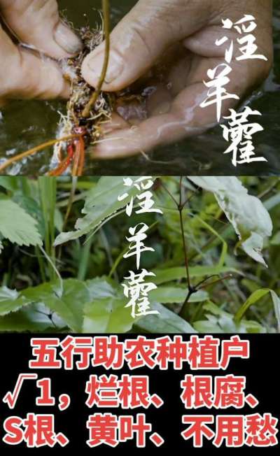 177，1907，0725，V 同号
1  老乡们！种淫羊藿不用乱买肥，咱这款专用肥，针对淫羊藿习性配的，壮苗防烂根，采收多卖钱，用过都回头！
2  咱种淫羊藿图的就是省心高产！专用肥薄肥勤施，苗不烧