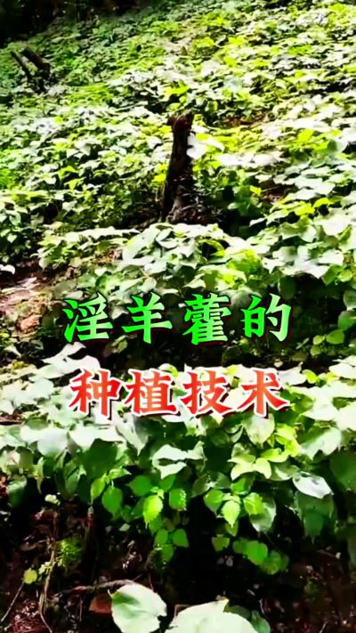 揭秘&ldquo;仙草&rdquo;淫羊藿的种植密码！耐严寒耐贫瘠，林下套种不占耕地，管理简单还能套种其他作物，一亩地的投入两亩地的收益～ 想返乡创业的赶紧码住！ #淫羊藿种植技术 #返乡创业项目 #药材种植指南 #农业新风