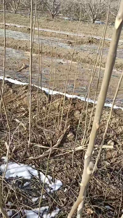 臭椿苗，一年苗，需要联系我，全国包邮到家。18534302961