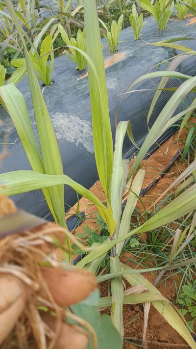 黑甘蔗种植下去，三个月。第一次追肥，
