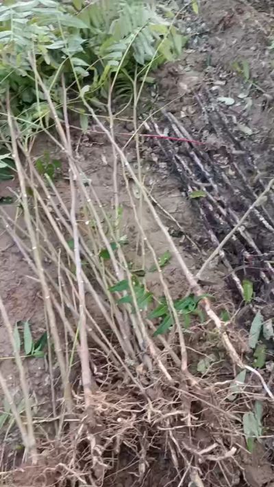 出售臭椿苗，巨峰葡萄苗。药用连翘苗，科研五号优质种苗，2/5年苗，药用连翘树，挂果树，全国包邮到家！财富密码18534302961